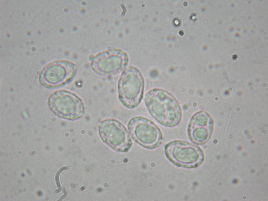 Quiz... di primavera